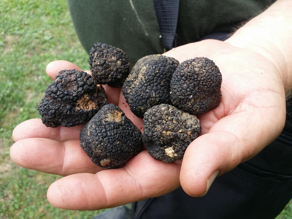 Al Merlo Olivo, Rural Istrian House Buje Zewnętrze zdjęcie
